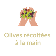 Noorfes olives récoltées à la main
