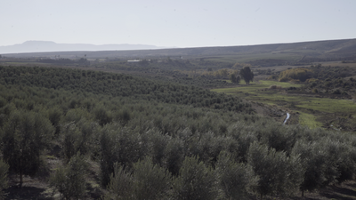 Terre d'olives